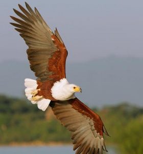fly-with-eagles